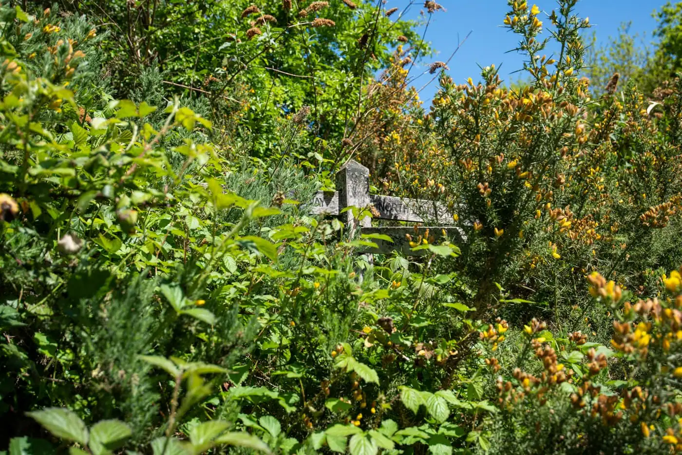 Steep overgrown slope behind the house