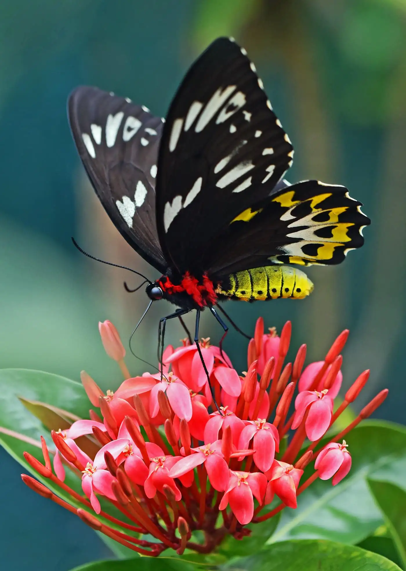 Butterfly resting on a flower