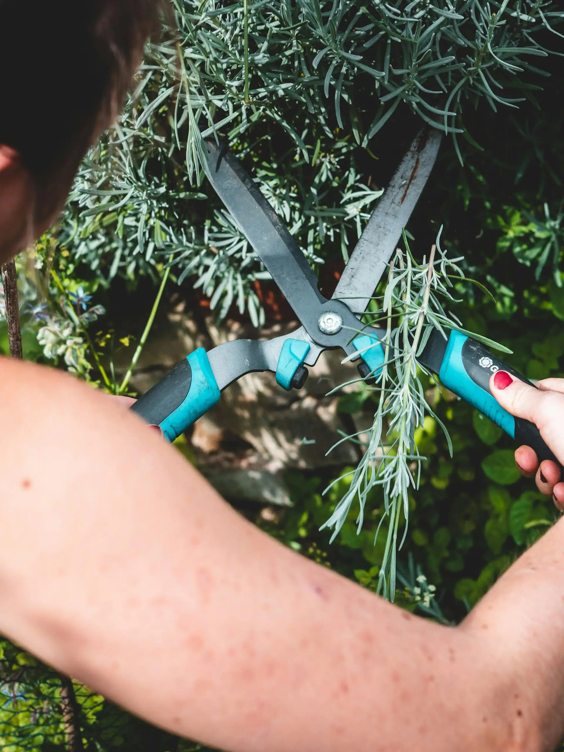 Gardener pruning tropical shrubs