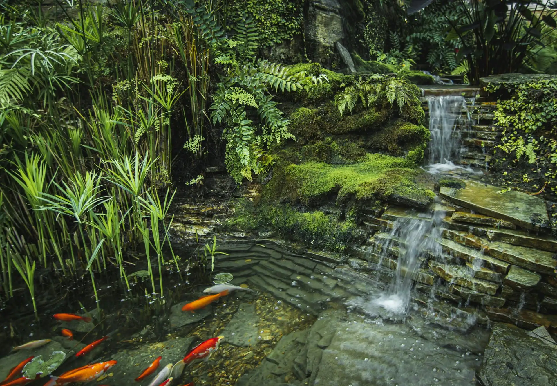 Koi pond with a small waterfall, ferns and mossy rocks