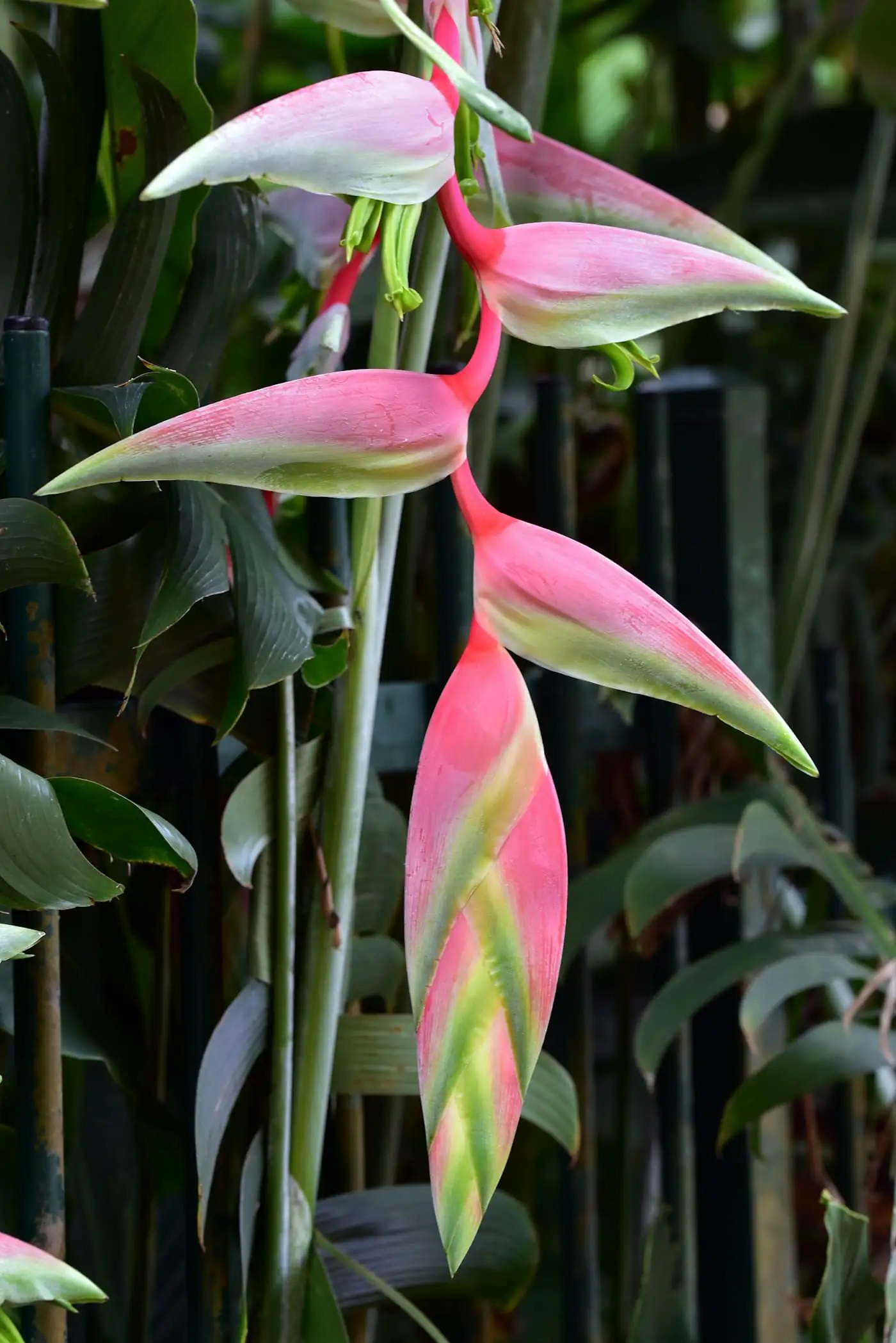 Close-up of bright tropical flowers