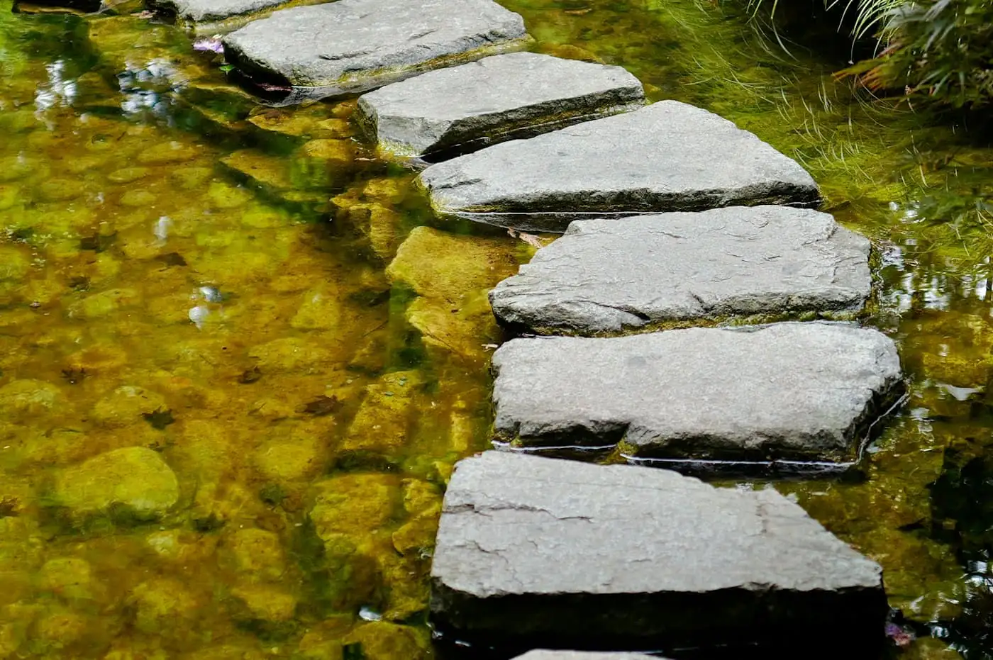 Curving stepping-stone path through planting
