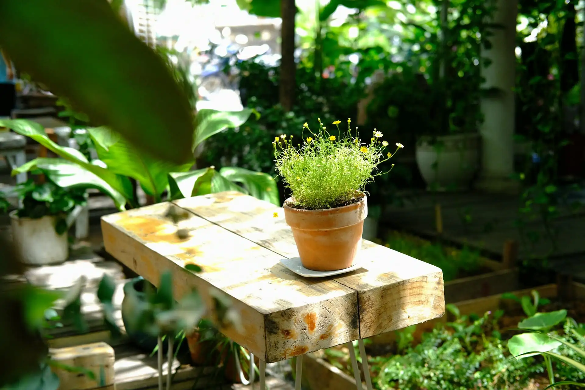 A potted plant on a table in the studio garden