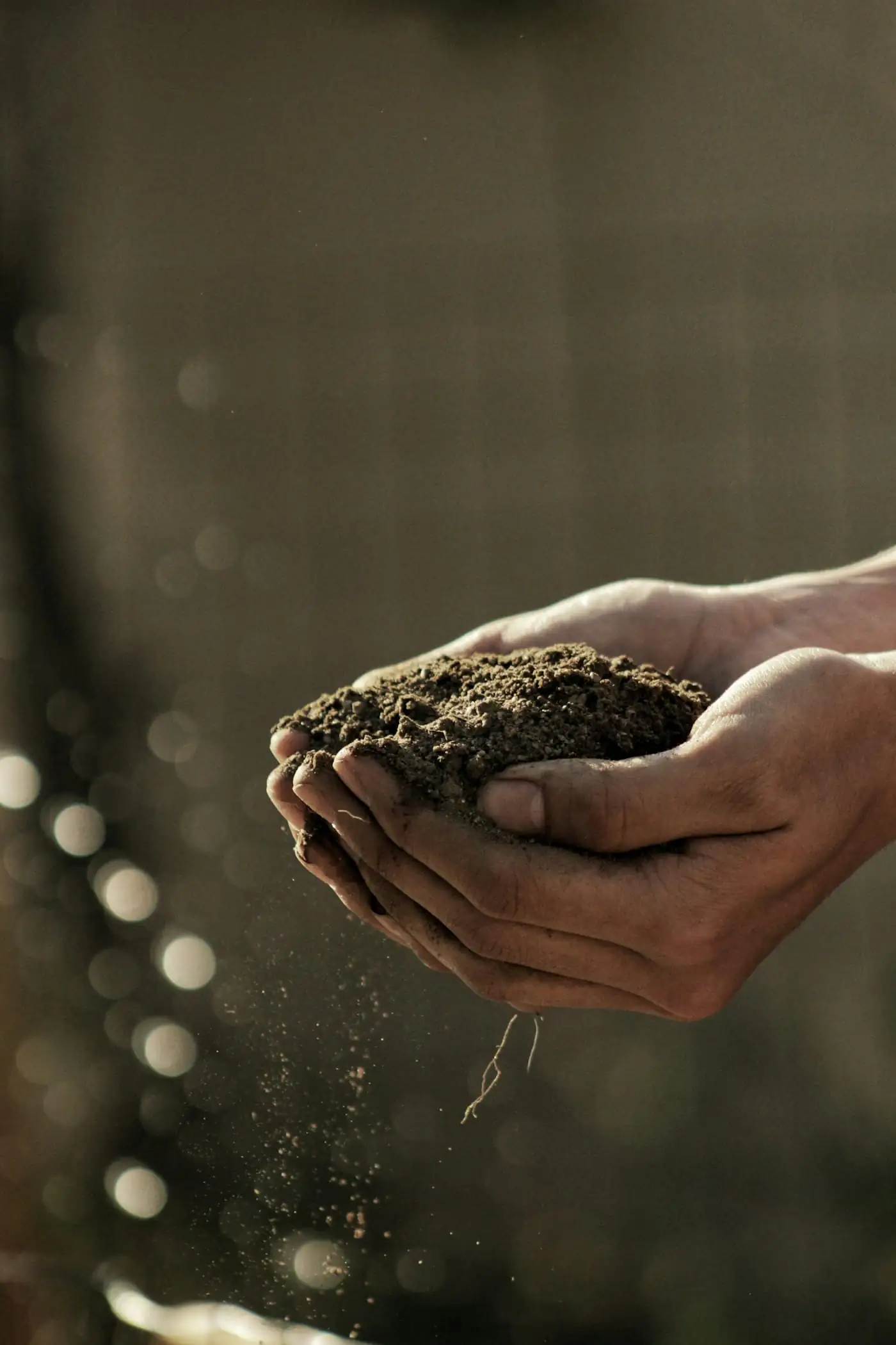 Hands cupping fresh soil