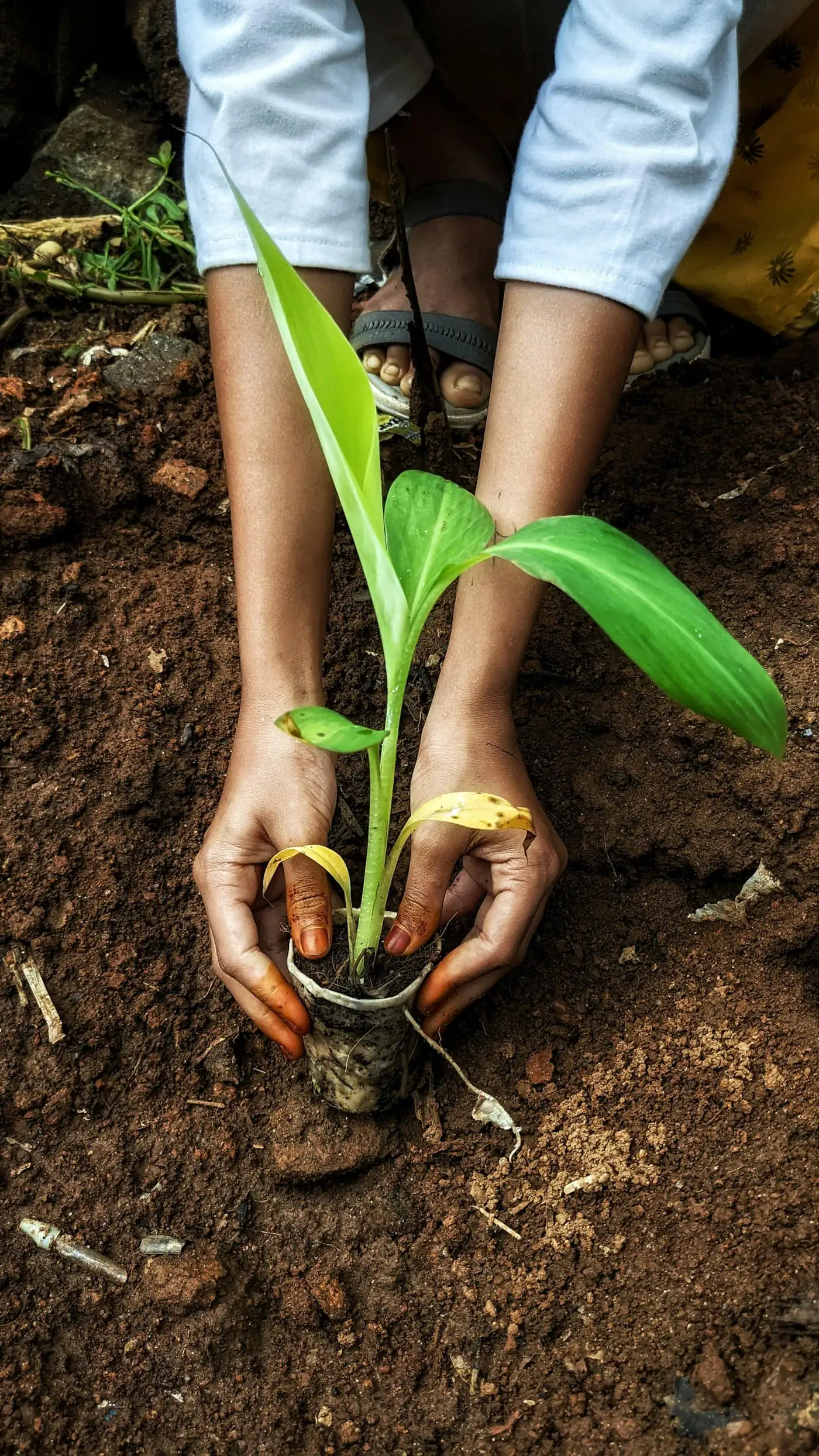 Hands holding a young plant